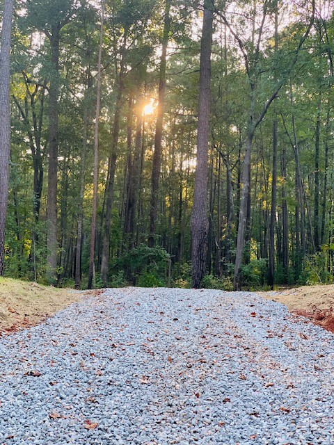 Sunlight through the woodland at Rum Creek Acres
