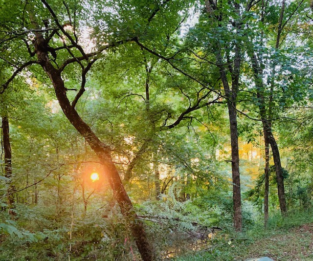 Golden sunlight over Rum Creek, surrounded by woodland in Juliette, Georgia