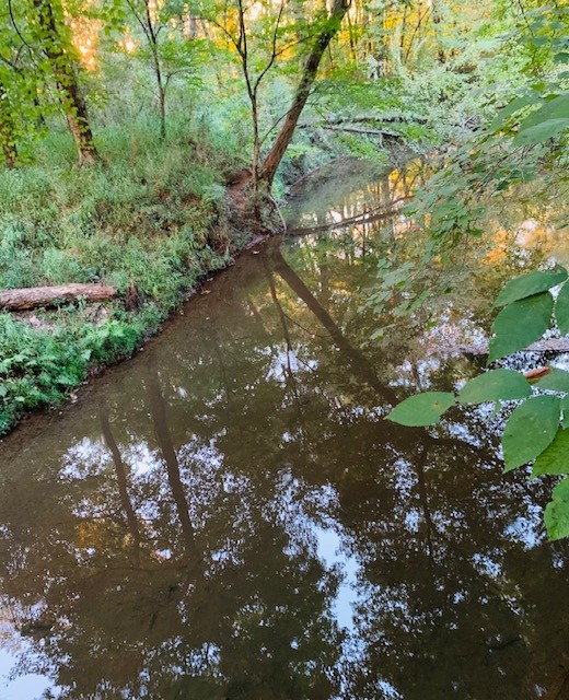The peaceful waters of Rum Creek beneath native trees